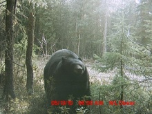 Alberta Black Bear