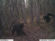 Alberta Black Bear