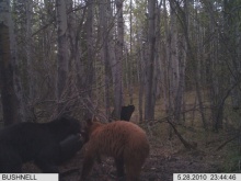 Alberta Black Bear