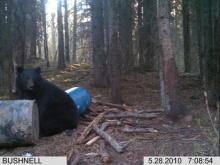 Alberta Black Bear