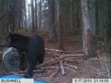 Alberta Black Bear