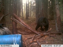 Alberta Black Bear