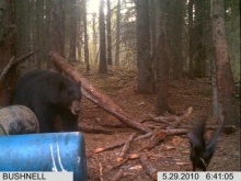 Alberta Black Bear