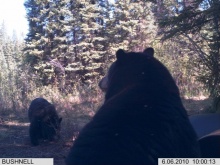 Alberta Black Bear