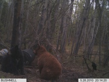 Alberta Black Bear