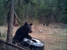 Alberta Black Bear