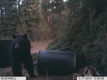 Alberta Black Bear