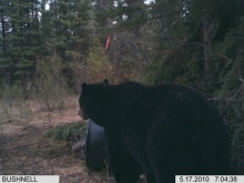 Alberta Black Bear Trail Camera Pictures 2010