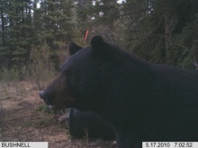 Alberta Black Bear