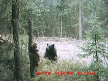 Alberta Black Bear