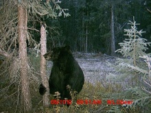 Alberta Black Bear