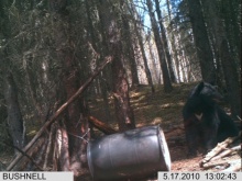 Alberta Black Bear