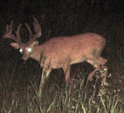 Alberta Whitetail Deer