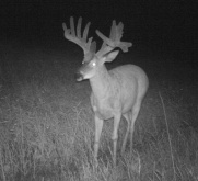 Alberta Whitetail Deer