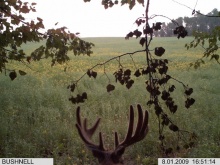 Alberta Whitetail Deer