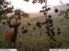 Alberta Whitetail Deer