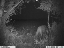 Alberta Whitetail Deer