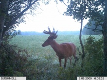 Alberta Whitetail Deer