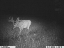 Alberta Whitetail Deer