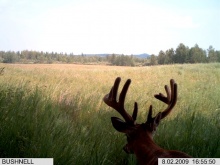 Alberta Whitetail Deer