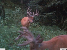 Alberta Whitetail Deer