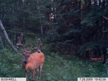 Alberta Whitetail Deer