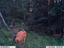 Alberta Whitetail Deer