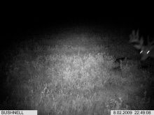 Alberta Whitetail Deer