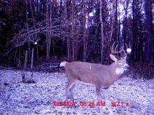 Alberta Whitetail Deer