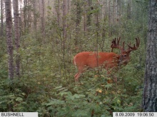 Alberta Whitetail Deer