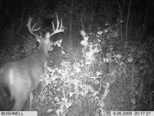 Alberta Whitetail Deer