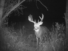 Alberta Whitetail Deer