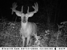 Alberta Whitetail Deer