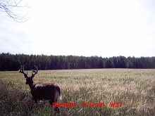 Alberta Whitetail Deer