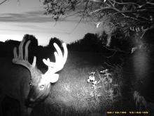 Alberta Whitetail Deer