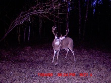 Alberta Whitetail Deer