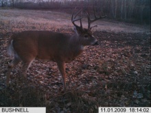 Alberta Whitetail Deer