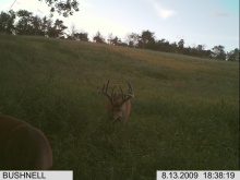 Alberta Whitetail Deer