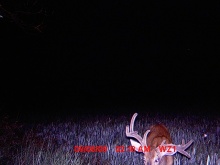 Alberta Whitetail Deer