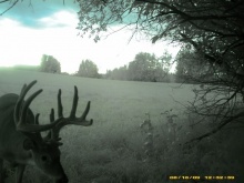 Alberta Whitetail Deer Trail Camera Pictures 2009