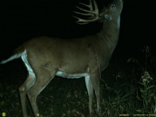 Alberta Whitetail Deer