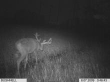 Alberta Whitetail Deer