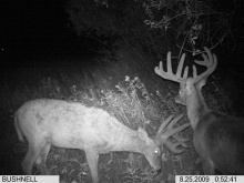 Alberta Whitetail Deer