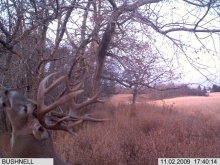 Alberta Whitetail Deer