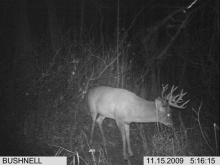 Alberta Whitetail Deer