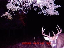 Alberta Whitetail Deer