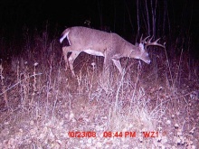 Alberta Whitetail Deer