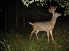 Alberta Whitetail Deer