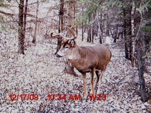 Alberta Whitetail Deer