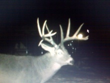 Alberta Whitetail Deer